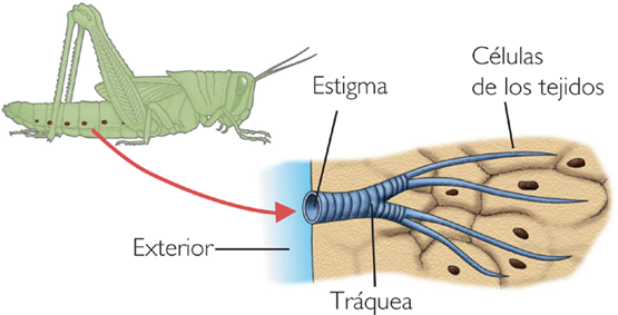 Sistema respiratorio de los insectos.